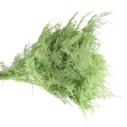 Plumosus mint grün gefärbt 45cm (x25)