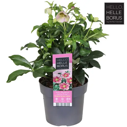 Helleborus Orientalis rosa T17 H035