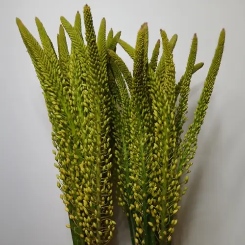 Eremurus hell gelb Moneymaker 90cm