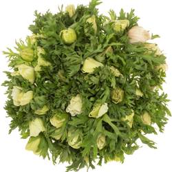 Anemone weiss Israel 40cm x 50