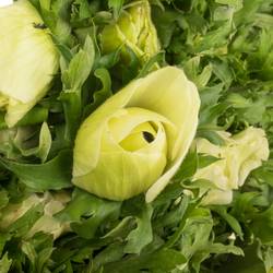 Anemone weiss Israel 40cm x 50