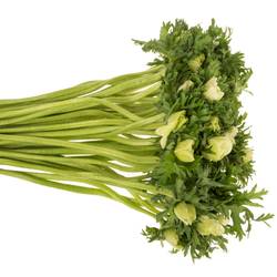 Anemone weiss Israel 40cm x 50