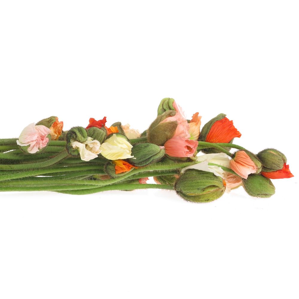 Klatschmohn mix Ex 55cm