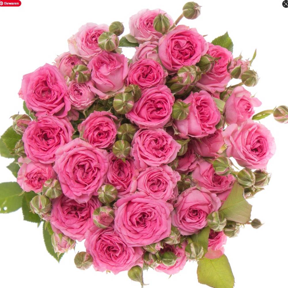 Rose verzweigt dunkel rosa Kate-Lynn 3+Blüte 50cm