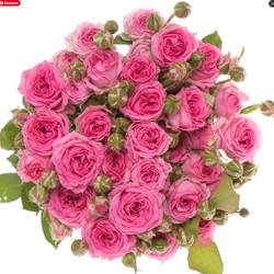 Rose verzweigt dunkel rosa Kate-Lynn 3+Blüte 50cm