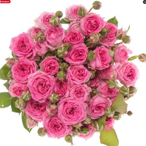 Rose verzweigt dunkel rosa Kate-Lynn 3+Blüte 50cm