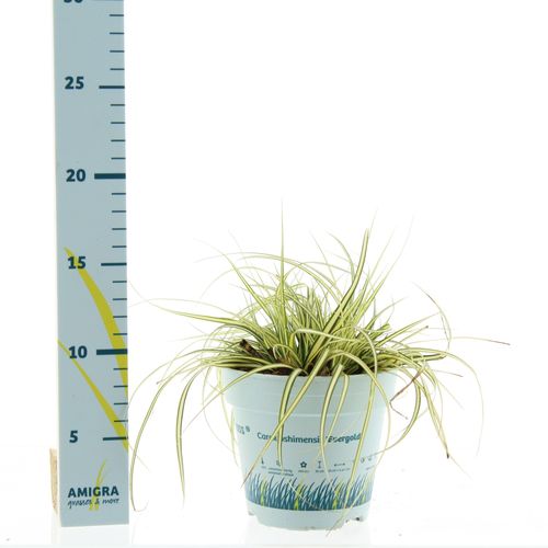 Carex Oshimensis T10,5 H025