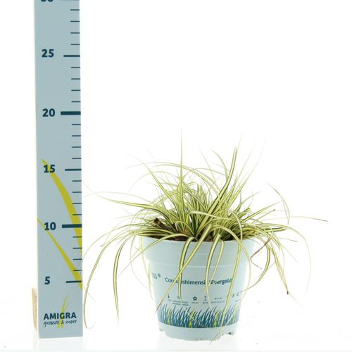 Carex Oshimensis T10,5 H025