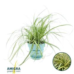 Carex Oshimensis T10,5 H025