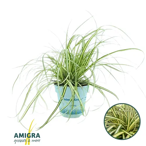 Carex Oshimensis T10,5 H025