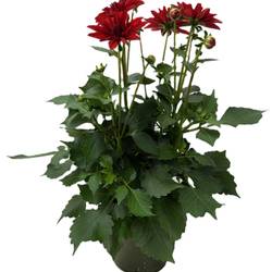 Dahlia rot T17 H030