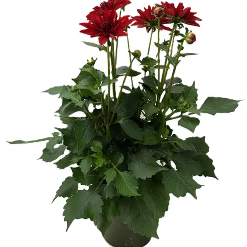 Dahlia rot T17 H030