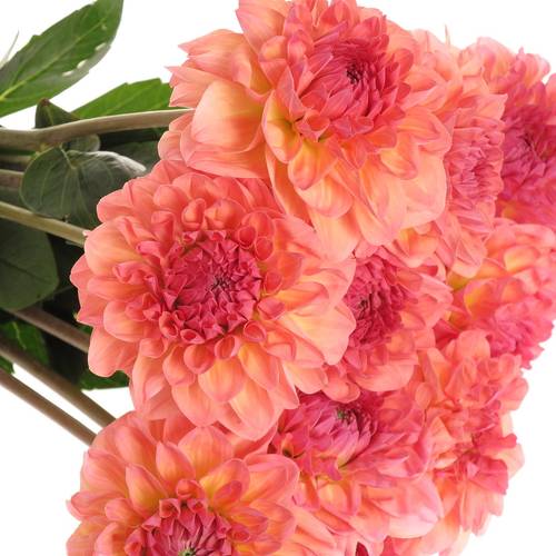 Dahlia lachs Sebastian 50cm