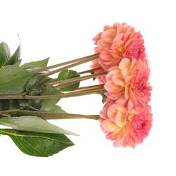 Dahlia lachs Sebastian 50cm