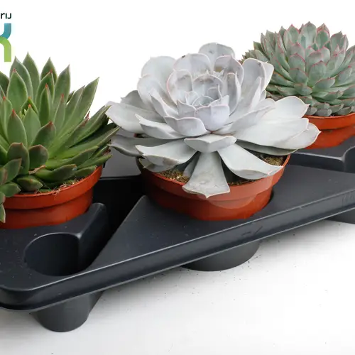 Echeveria mix T17 H025
