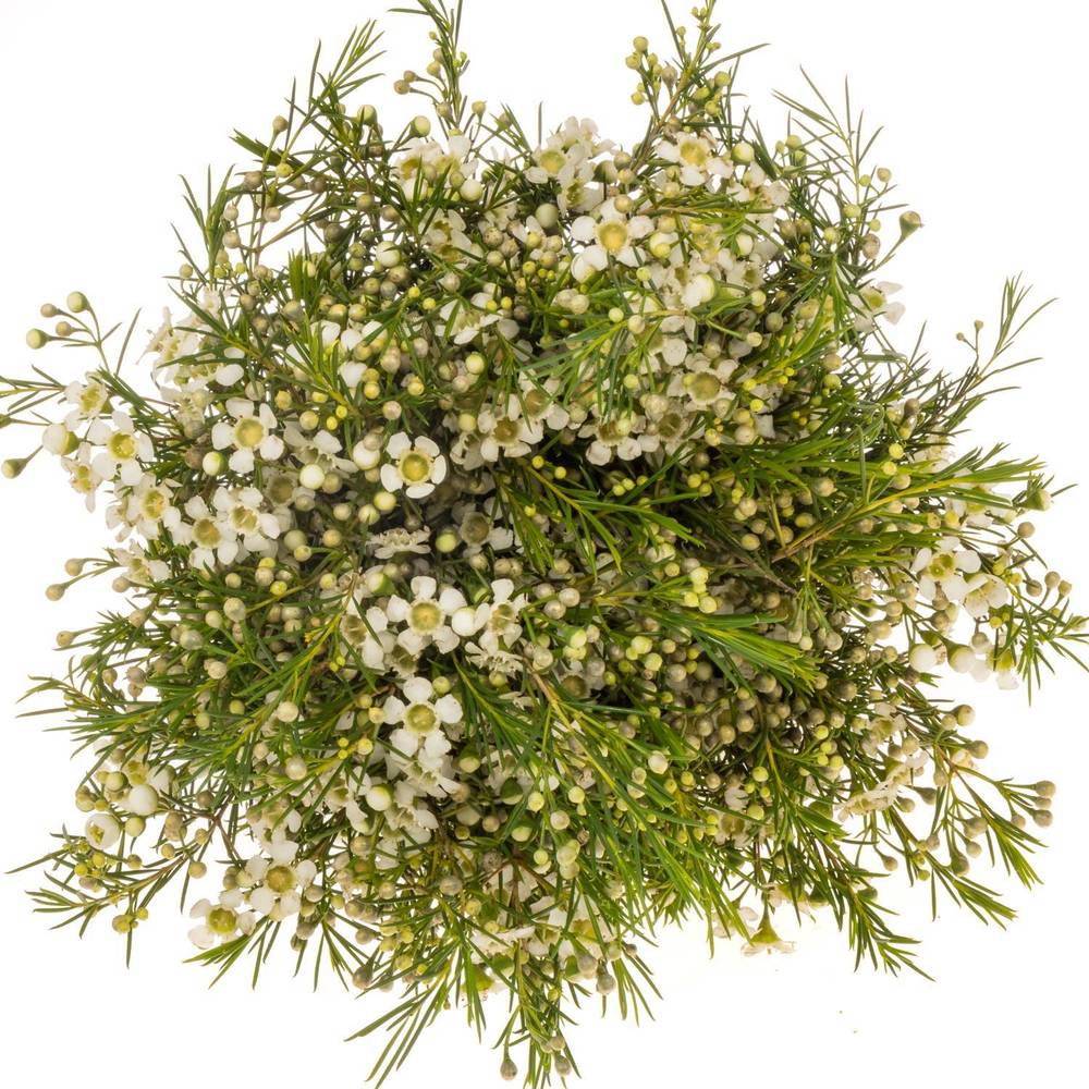 Wachsflower creme/weiss  White Star 60 Gramm 80cm