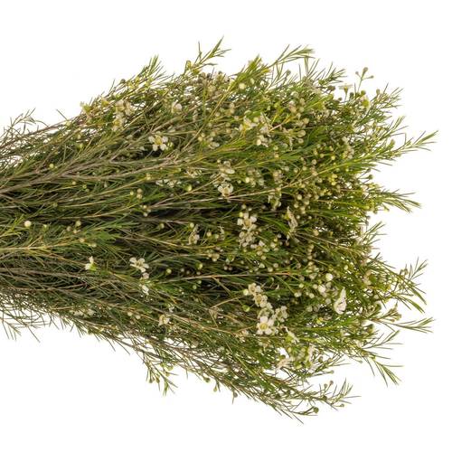 Wachsflower creme/weiss  White Star 60 Gramm 80cm