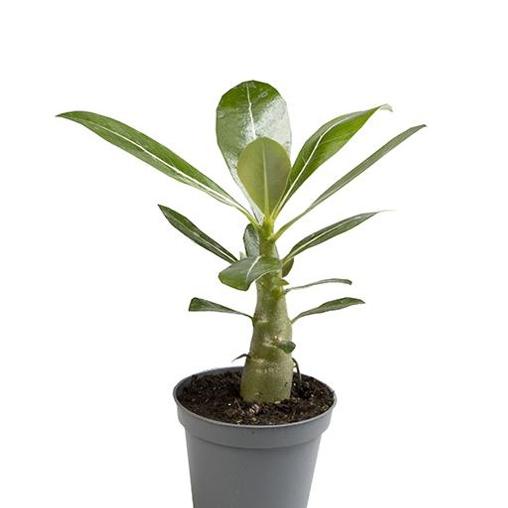 Adenium Obesum T06 H15