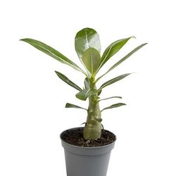 Adenium Obesum T06 H15