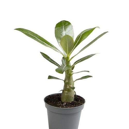 Adenium Obesum T06 H15