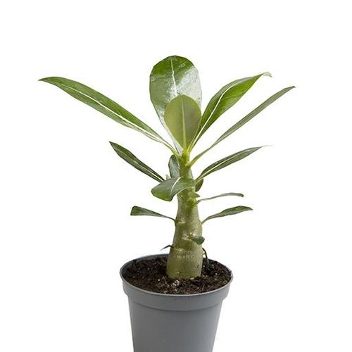 Adenium Obesum T06 H15