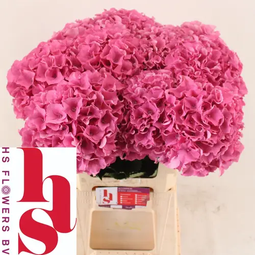 Hortensie rosa Royal Breeze Bol 22cm 60cm