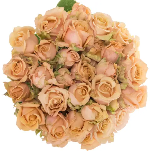 Rose verzweigt apricot Sahara Sensation 60cm