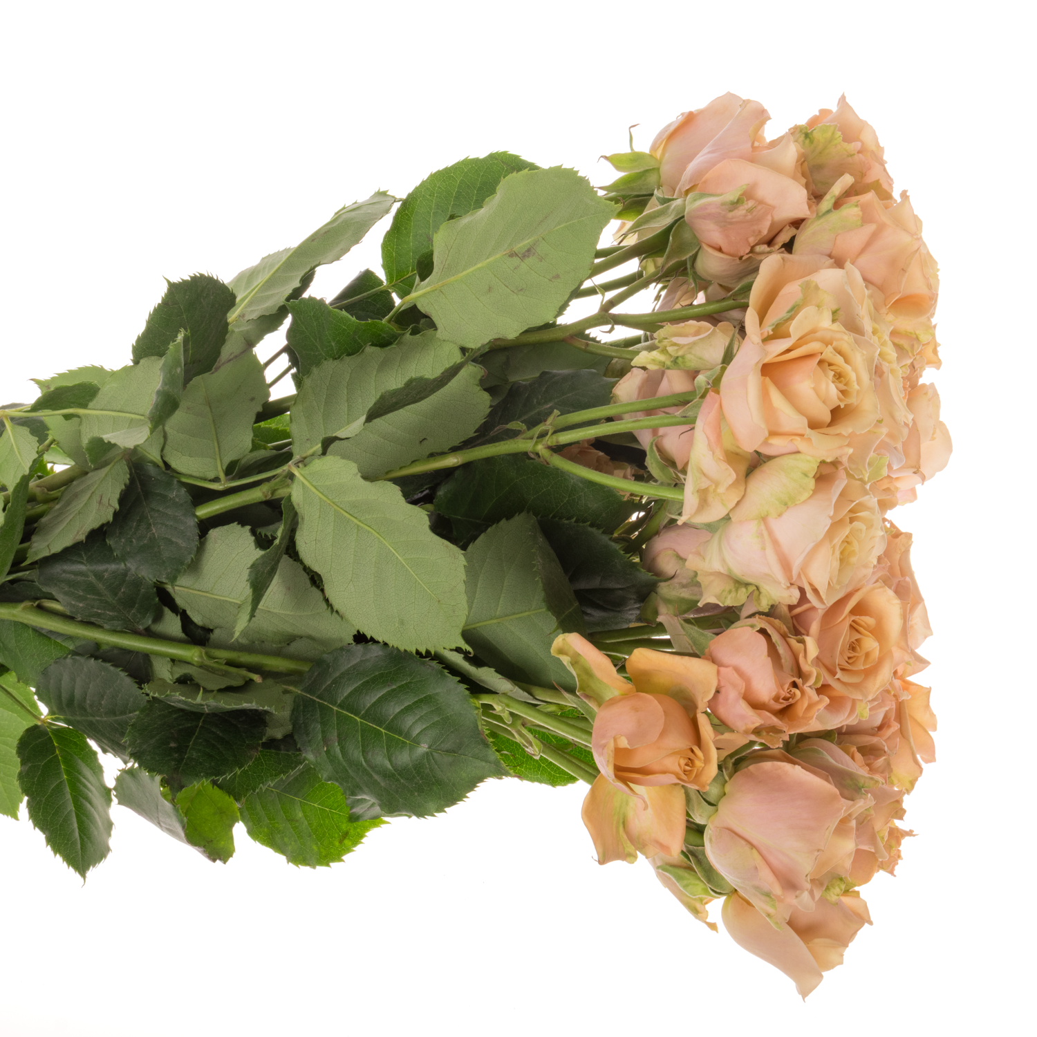 Rose verzweigt apricot Sahara Sensation 60cm