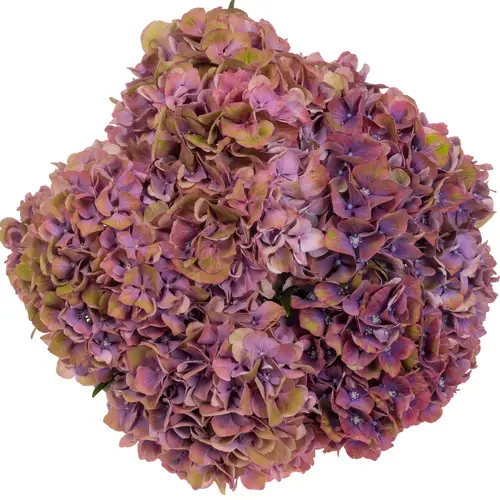 Hortensie rosa lila Esperance 20/22cm Bol 17cm 60cm