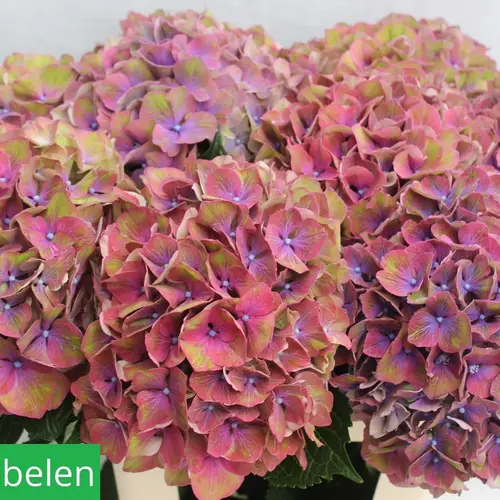 Hortensie rosa lila Esperance Bol 22cm 65cm