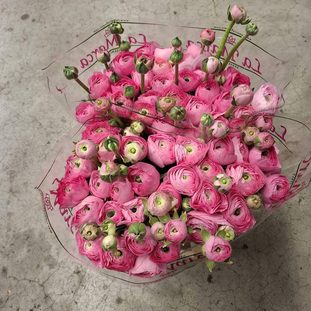 Ranunkel rosa Cloni Pink  121 40cm x 30