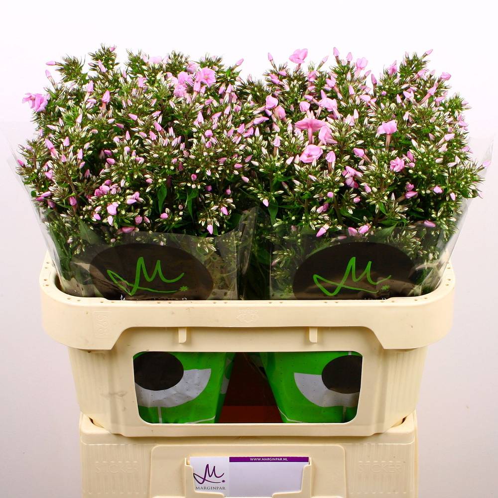 Phlox rosa Pink Eyes 70cm