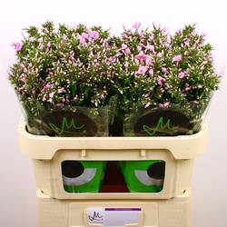 Phlox rosa Pink Eyes 70cm