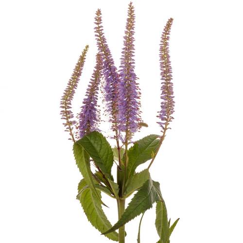 Veronicastrum lila virg Fascination 70cm