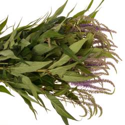 Veronicastrum lila virg Fascination 75cm