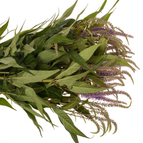 Veronicastrum lila virg Fascination 75cm