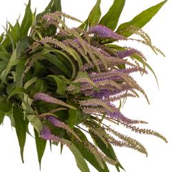 Veronicastrum lila virg Fascination 75cm