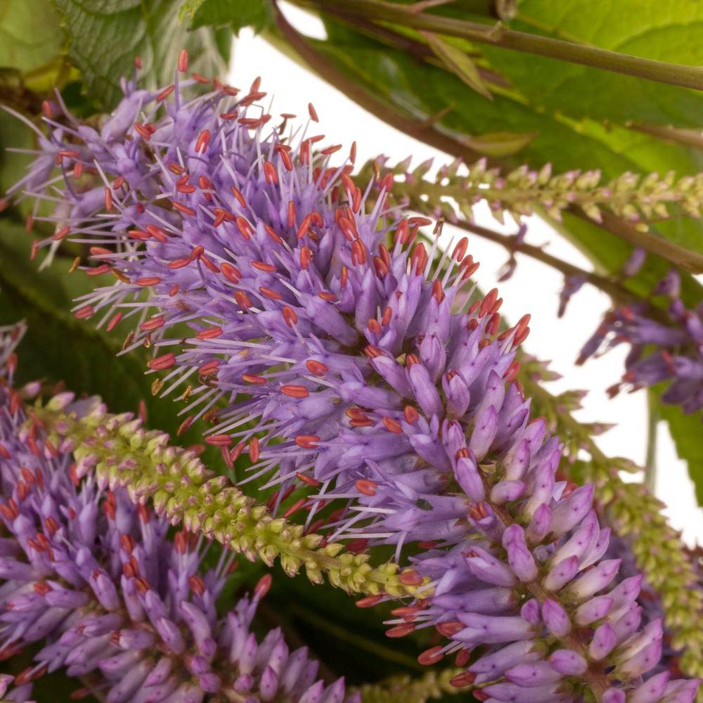 Veronicastrum lila virg Fascination 70cm