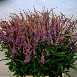 Veronicastrum lila virg Fascination 70cm