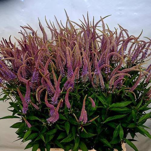 Veronicastrum lila virg Fascination 70cm