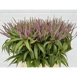 Veronicastrum lila virg Fascination 70cm