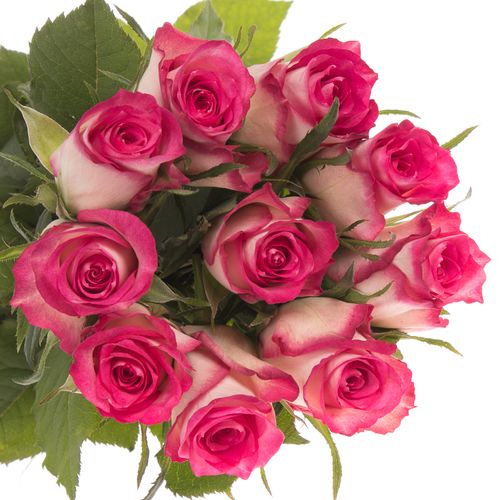 Rose creme/rosa Double Date 50cm