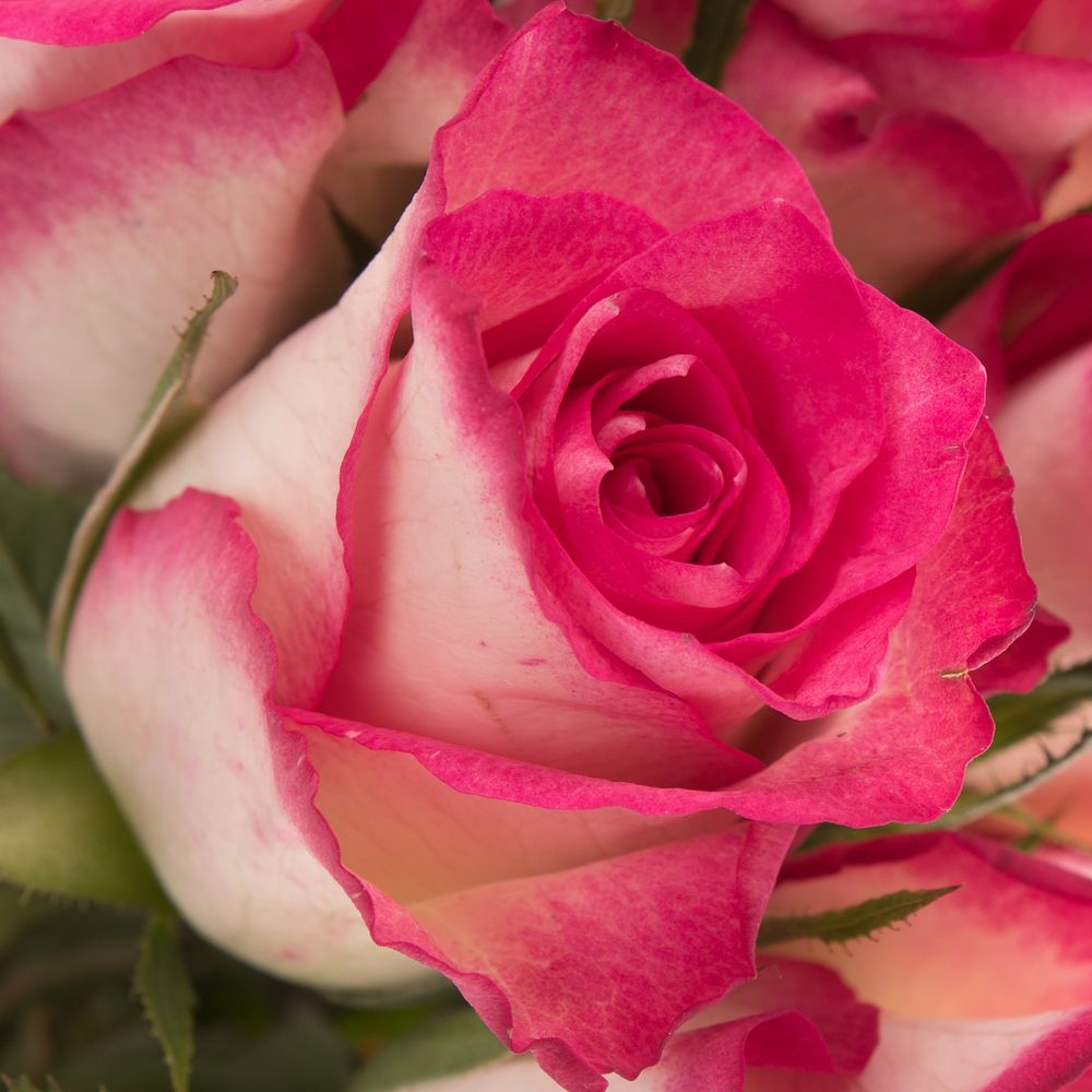 Rose creme/rosa Double Date 50cm