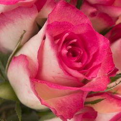 Rose creme/rosa Double Date 50cm