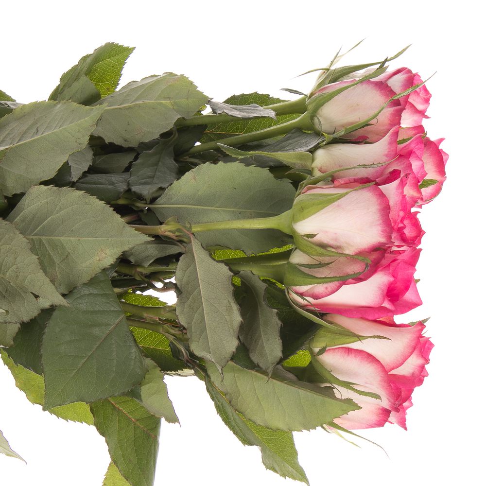Rose creme/rosa Double Date 50cm