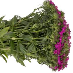 Bartnelke lila Bündel 40cm