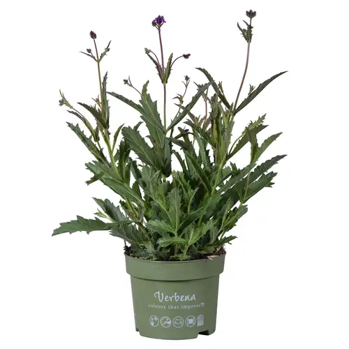 Verbena violett T17 H035