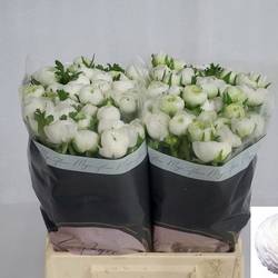 Ranunkel weiss Iceberg 45cm x 40