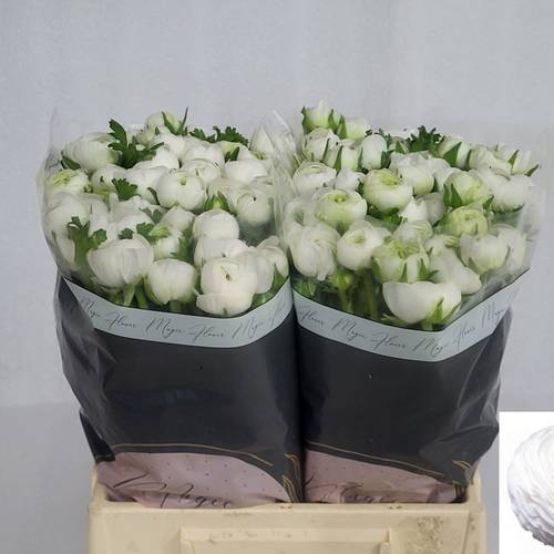 Ranunkel weiss Iceberg 45cm x 40