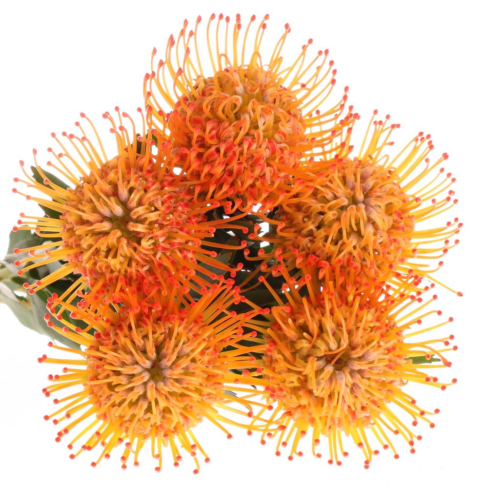Nutans orange Ayoba Sun 40cm